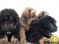 Элитные щенки тибетского мастифа с доставкой по Украине, Тибетский Мастиф