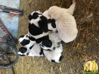 Продаются щенки среднеазиатской овчарки САО Алабай, Среднеазиатская Овчарка
