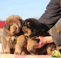 Продажа щенков Тибетского Мастифа, Мастиф
