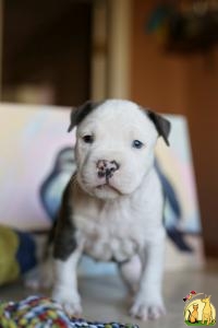 Голубой щенок Амстаффа, Американский Стаффордширcкий Терьер