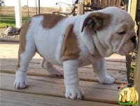 Cute English bulldog for adoption, Американский Бульдог**