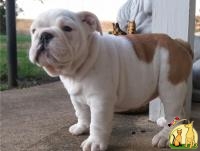 Adorable English bulldog for adoption, Английская Овчарка**