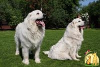 Продам щенков пиренейской горной собаки, Пиренейская Горная Собака