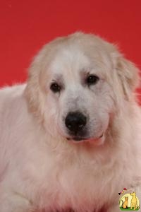 Продам щенков пиренейской горной собаки, Пиренейская Горная Собака