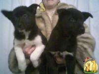 Продам щенков русско-европейской лайки, Русско-Европейская Лайка