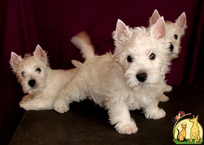 Щенки Вест Хайленд Вайт Терьера (West Highland White Terrier, вестик, westie), Вест Хайленд Уайт Терьер