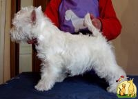 Вест Хайленд Вайт Терьер, Продаются щенки West Highland White Terrier, вестик, westie, Вест Хайленд Уайт Терьер