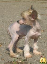 Продам китайского хохлатого голого мальчика, Китайская Хохлатая Собачка