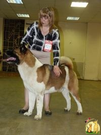 кобель американской акиты для вязки, Большая Японская Собака