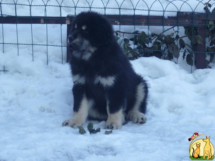 Продам элитного щенка ТИБЕТСКОГО МАСТИФА, Тибетский Мастиф