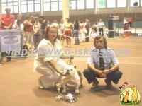 Английский бульдог- элитные щенки от Чемпиона Украины, Молдовы, Грандчемпиона, Бульдог