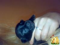 продам щенок галая мексиканская собака - ксолоитцкуинтли, Мексиканская Голая Собачка