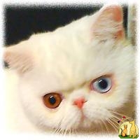 Белый котик экзотик с разноцветными глазами, Экзотическая Короткошерстная