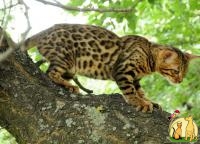 Бенгальская кошка  –  домашний мини-леопард, Бенгальская Кошка