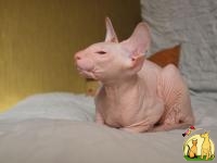 Котенок сфинкса - меленький троль, Питерболд