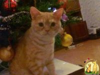 продается рыжий шотландский  прямоухий котенок, Скоттиш Страйт