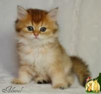 британские золотые тикированные котята, Британская Короткошерстная Кошка