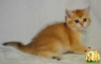 британские золотые тикированные котята, Британская Короткошерстная Кошка