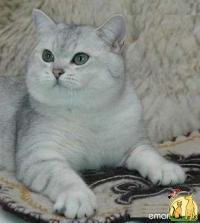 Британский кот окраса серебристая  шиншилла ns-11.(ВЯЗКА), Британская Короткошерстная Кошка