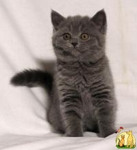 Продам британского котенка, Британская Короткошерстная Кошка