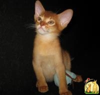 Абиссинский котенок - абрикосовое чудо, Абиссинская Кошка