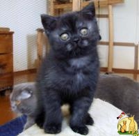 Шотландский черно-дымчатый котенок, Скоттиш Страйт