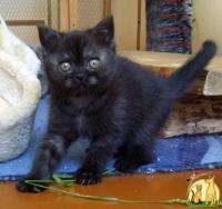 Шотландский черно-дымчатый котенок, Скоттиш Страйт