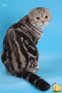 Шотландский вислоухий кот, черный мрамор на серебре, Скоттиш Фолд