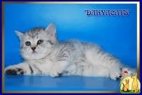 Британские котята серебристые тебби вискас и шиншиллы  из питомника Daryacats, Британская Короткошерстная Кошка