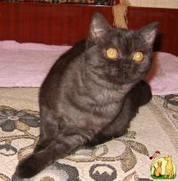 Шотландская кошечка окраса - черный дым, Скоттиш Страйт
