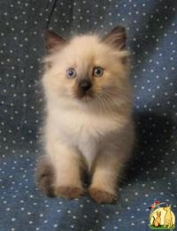Невские Маскарадные котята, Сибирская Кошка