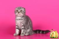 Вислоухая кошка Джуди голубой мрамор на серебре, Скоттиш Фолд