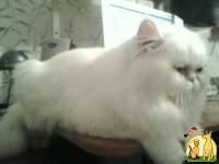 Белый персидский кот приглашает на вязку., Персидская