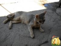 Вязка абиссинской кошки, Абиссинская Кошка