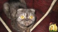 Нужен срочно кот Британец прямоухий для вязки, Британская Короткошерстная Кошка