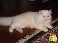 Белый персидский кот приглашает на вязку., Персидская