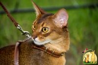 Абиссинский кот для вязок, Абиссинская Кошка