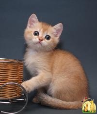 Британский котик окраса золотая шиншилла, Британская Короткошерстная Кошка