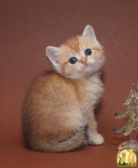 Британские золотистые шиншиллы, Британская Короткошерстная Кошка