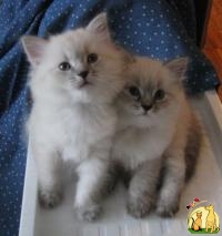 Невские Маскарадные Сибирские котята, Невская Маскарадная