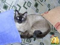 Приглашаем на вязку. Cиамский (тайский) кот., Сиамская Кошка