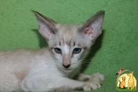 Чистопородный сиамский котенок, Сиамская Кошка
