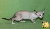 Чистопородный сиамский котенок, Сиамская Кошка