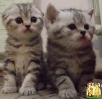 Шотландские котята, окрас мрамор на серебре, Скоттиш Страйт