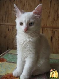 Ванская кошка, Турецкий Ван
