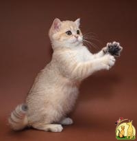 Зеленоглазый золотистый затушеванный котик, Британская Короткошерстная Кошка