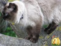 Кот чистокровный невский маскарадный (сибирский колор поинт) предлагает вязку, Невская Маскарадная