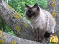 Кот чистокровный невский маскарадный (сибирский колор поинт) предлагает вязку, Невская Маскарадная