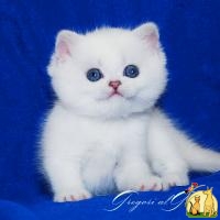 Британские котята серебристая шиншилла-пойнт с сапфировыми глазками, Британская Короткошерстная Кошка