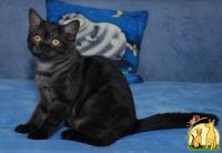 Предлагается британский котенок окраса черный дым, Британская Короткошерстная Кошка